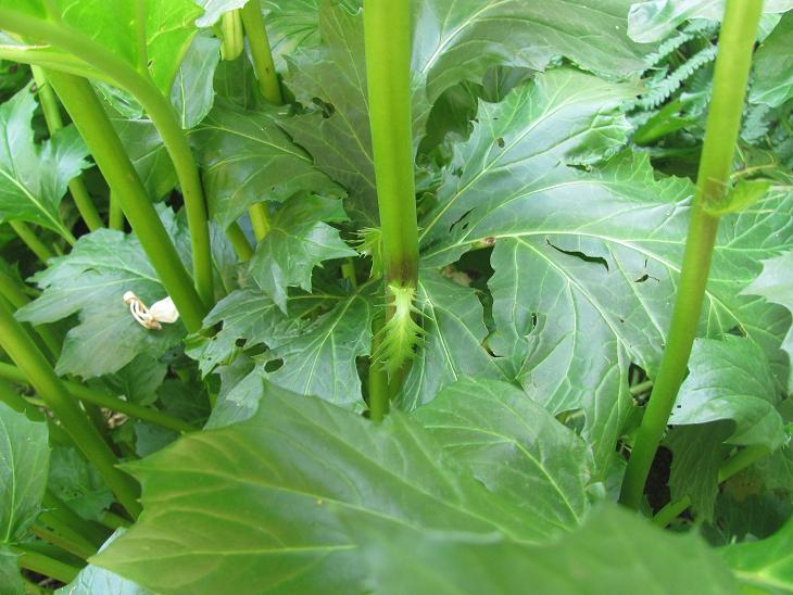 Acanthus mollis / Acanto comune, Branca orsina